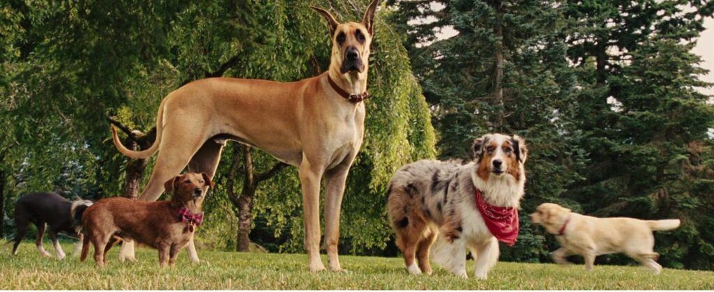 Marmaduke movie review
