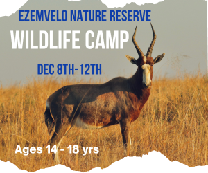 wildlife camp